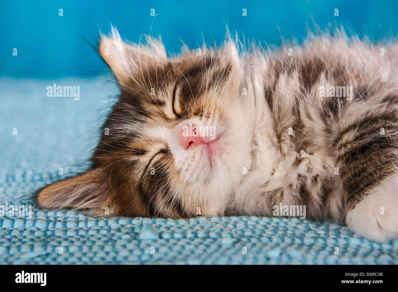 Sibirische Waldkatze, Schlafendes Kätzchen Stockfoto