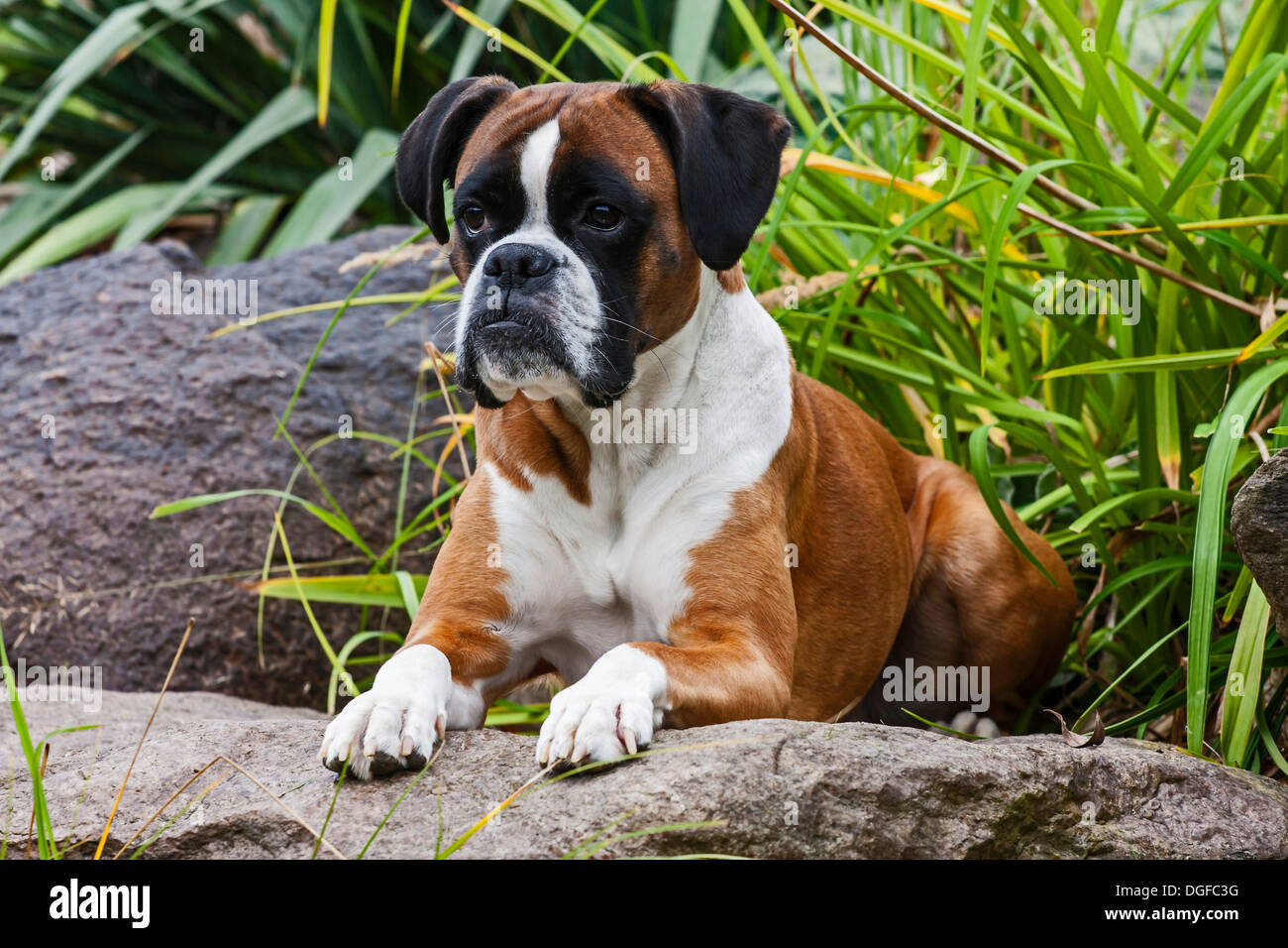 Boxer Hund, liegend auf den Felsen Stockfoto