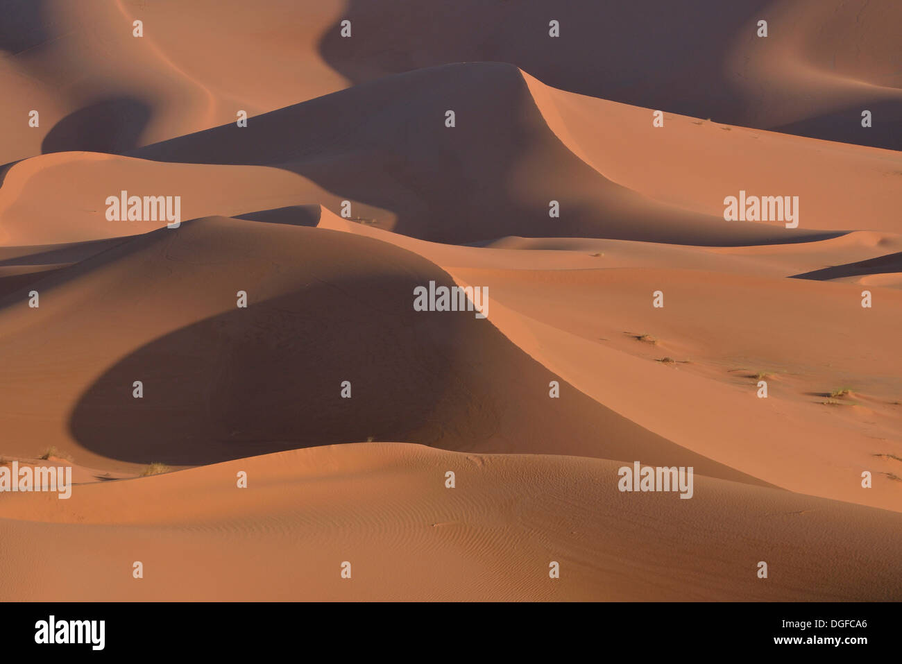 Dünen im Morgenlicht, große Sandmeer, Sahara, Merzouga, Region Meknès-Tafilalet, Marokko Stockfoto