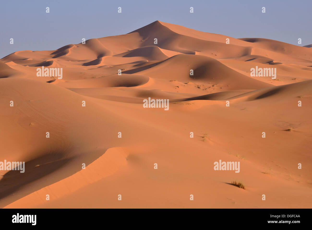 Dünen im Morgenlicht, große Sandmeer, Sahara, Merzouga, Region Meknès-Tafilalet, Marokko Stockfoto