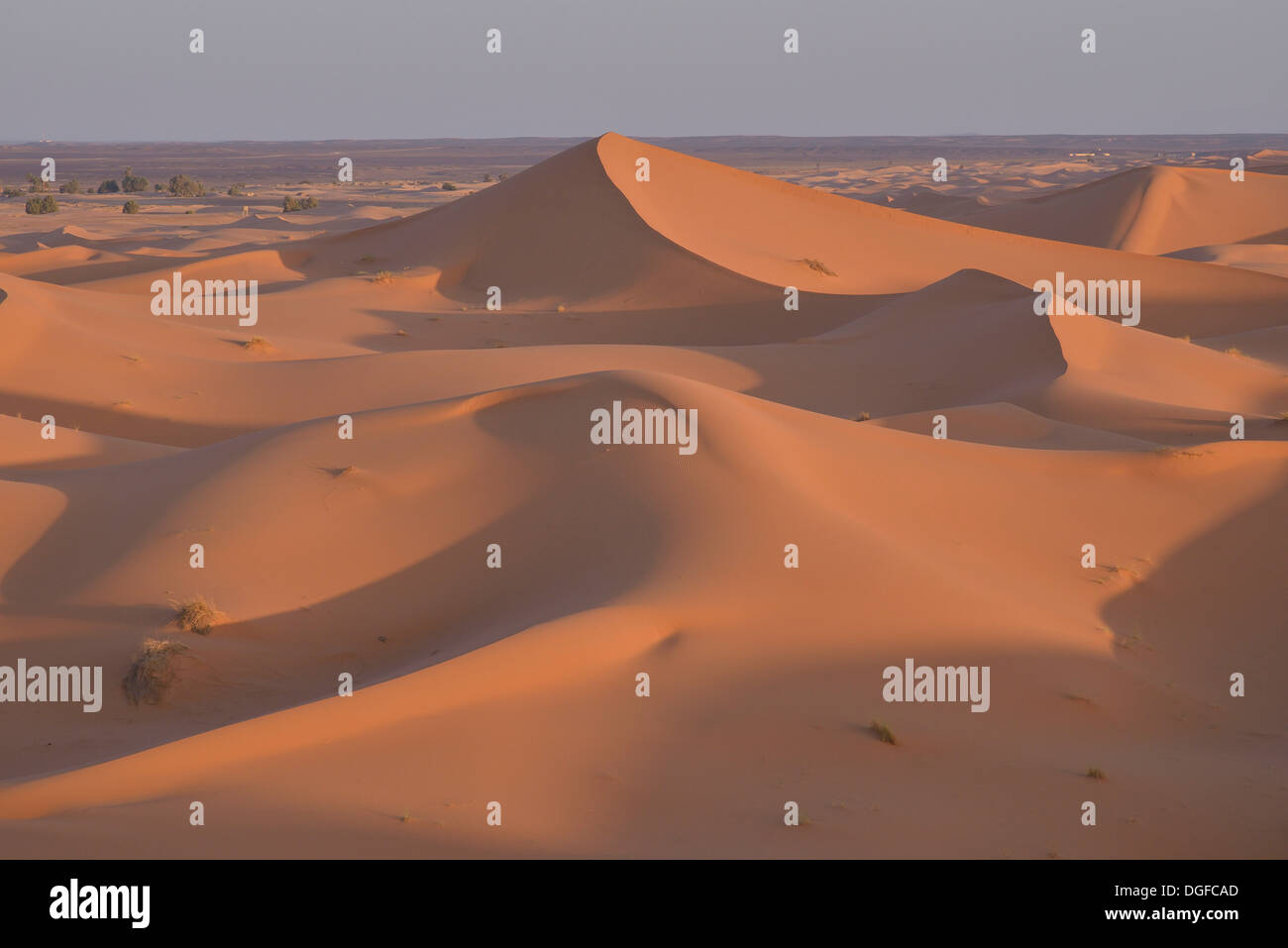 Dünen im Morgenlicht, große Sandmeer, Sahara, Merzouga, Region Meknès-Tafilalet, Marokko Stockfoto