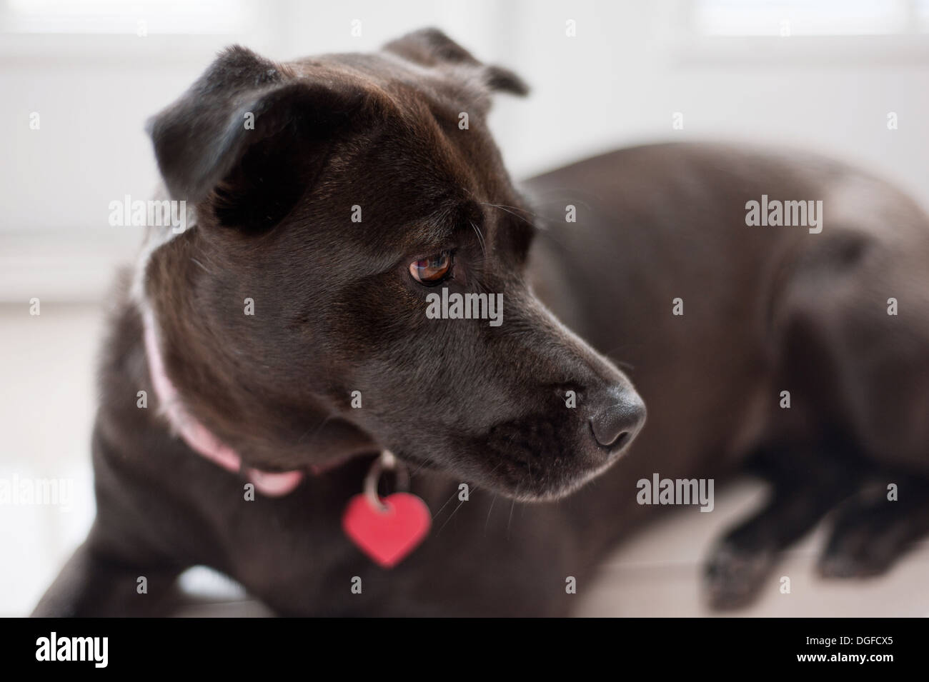 Labrador und Pit Bull Mischlingshund Stockfoto