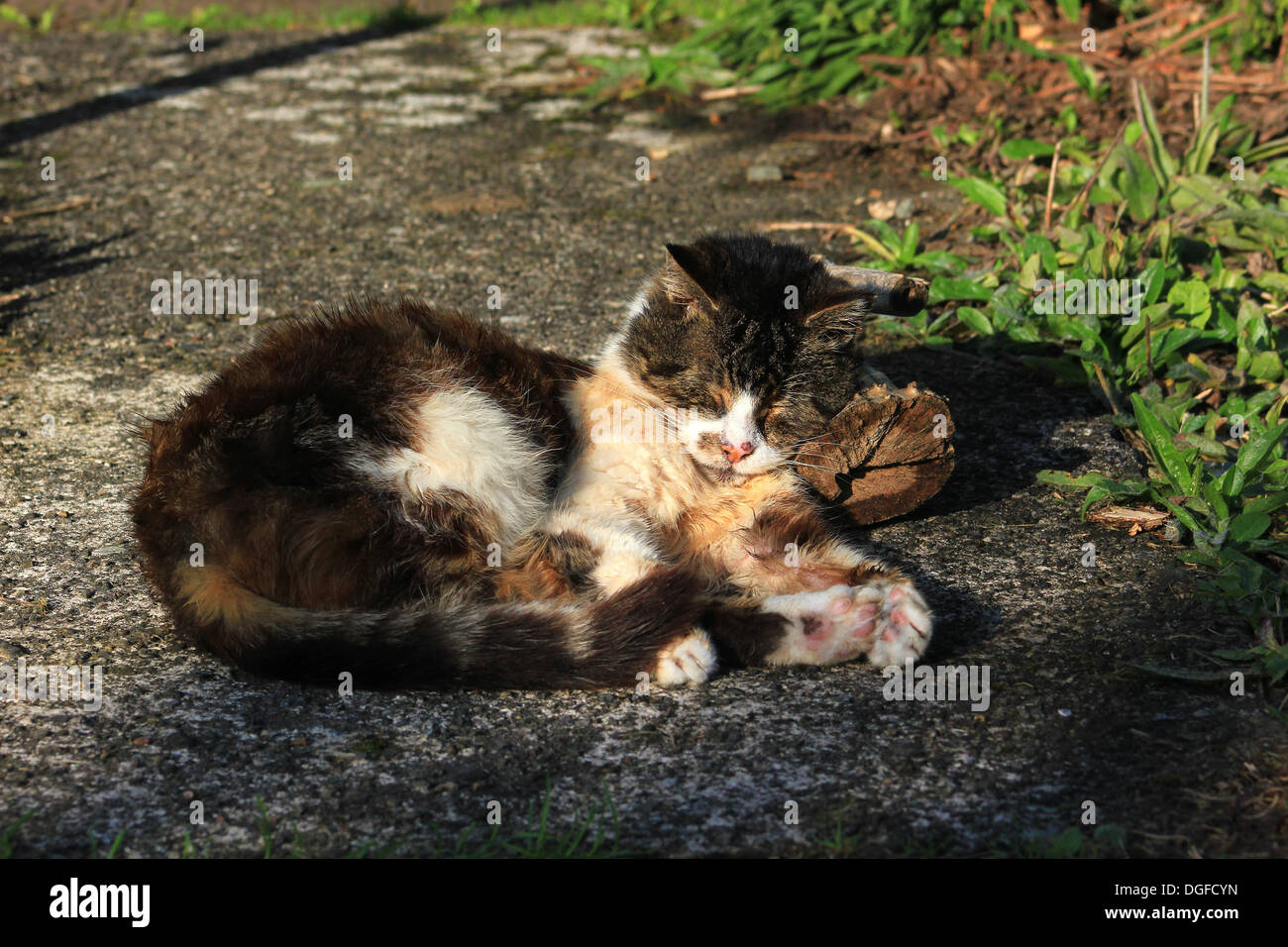 Streunende Katze mit Log als Kissen Stockfoto