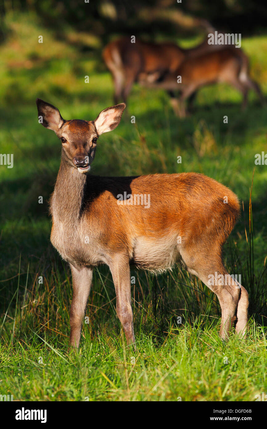 Alert Rothirsch (Cervus Elaphus), Hinterbeine im Abendlicht, Deutschland Stockfoto