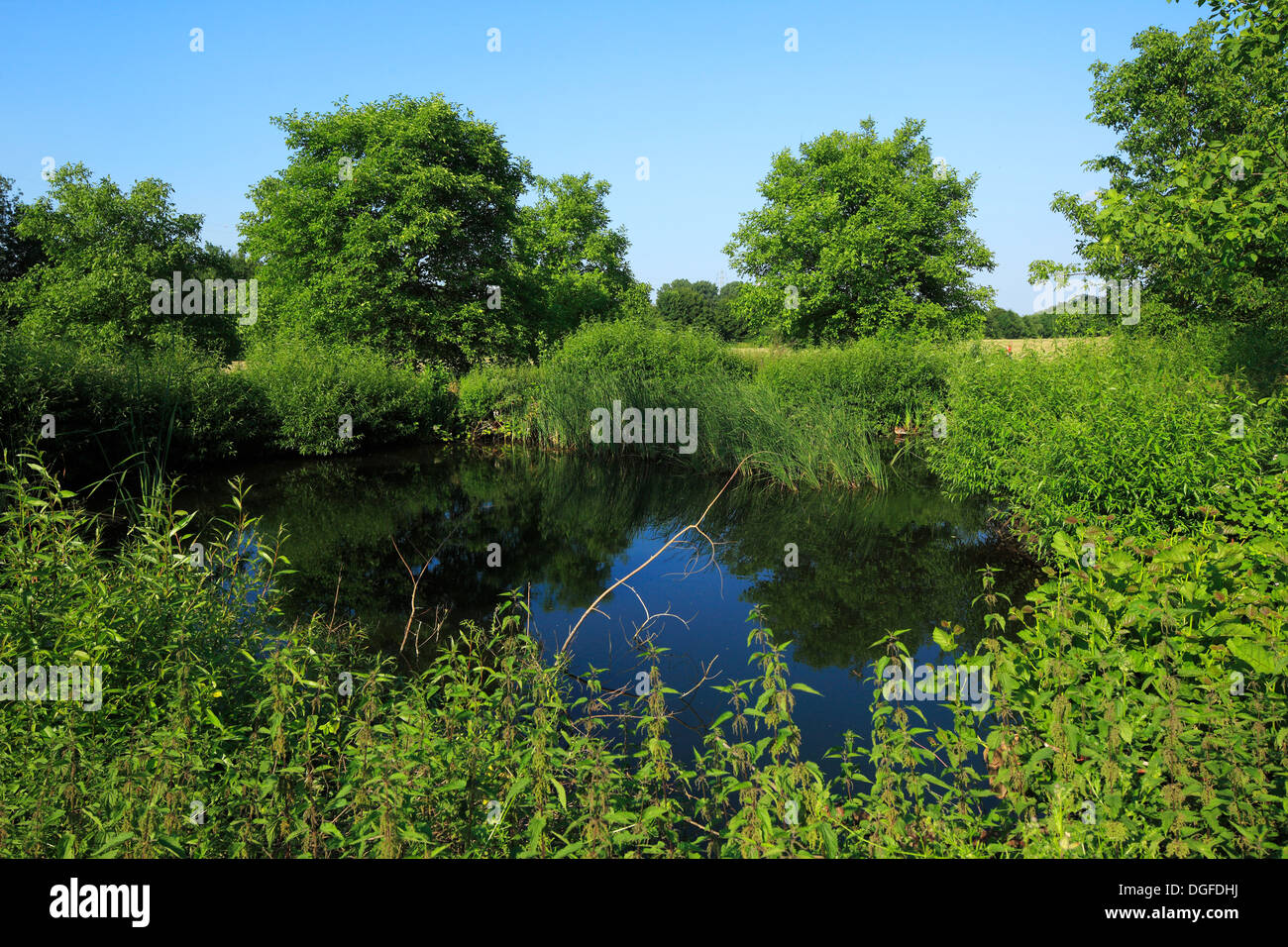 Biotop am Haus Ripshorst, Rasenspiels Zum Emscher Landschaftspark, Oberhausen, Ruhrgebiet, Nordrhein-Westfalen Stockfoto