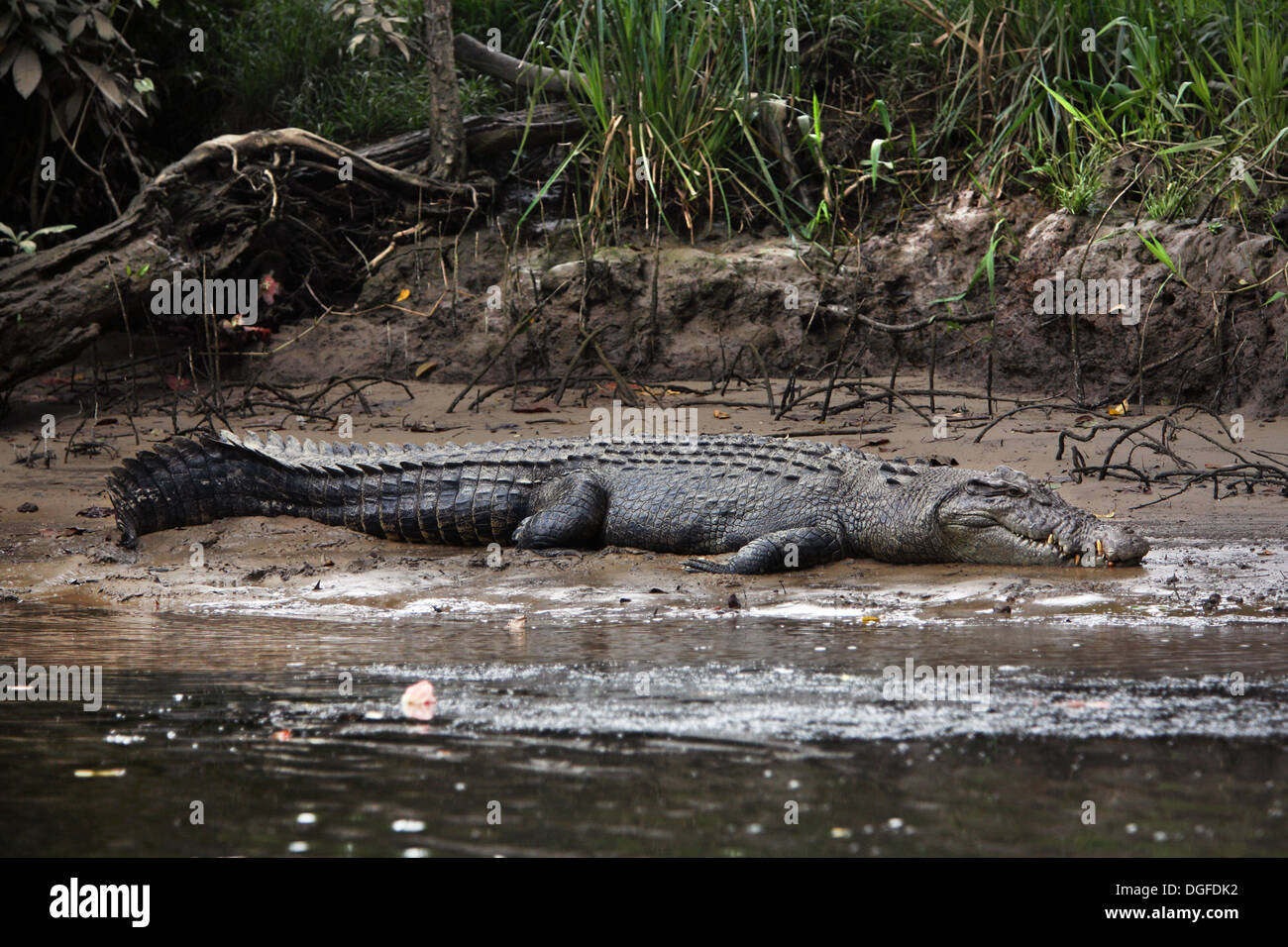 Salzwasser-Krokodil (Crocodylus Porosus). Daintree River, tropische Nord-Queensland, Australien. Stockfoto