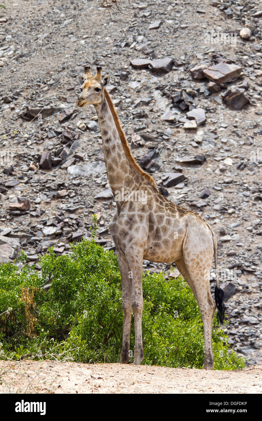 Giraffe (Giraffa Plancius), Namibia Stockfoto