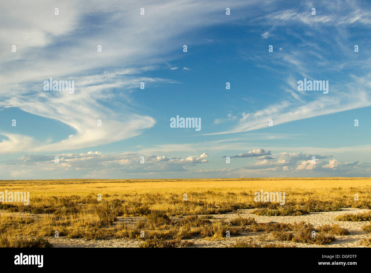 Grass Savanne mit atmosphärische Wolken, Etosha Nationalpark, Namibia Stockfoto