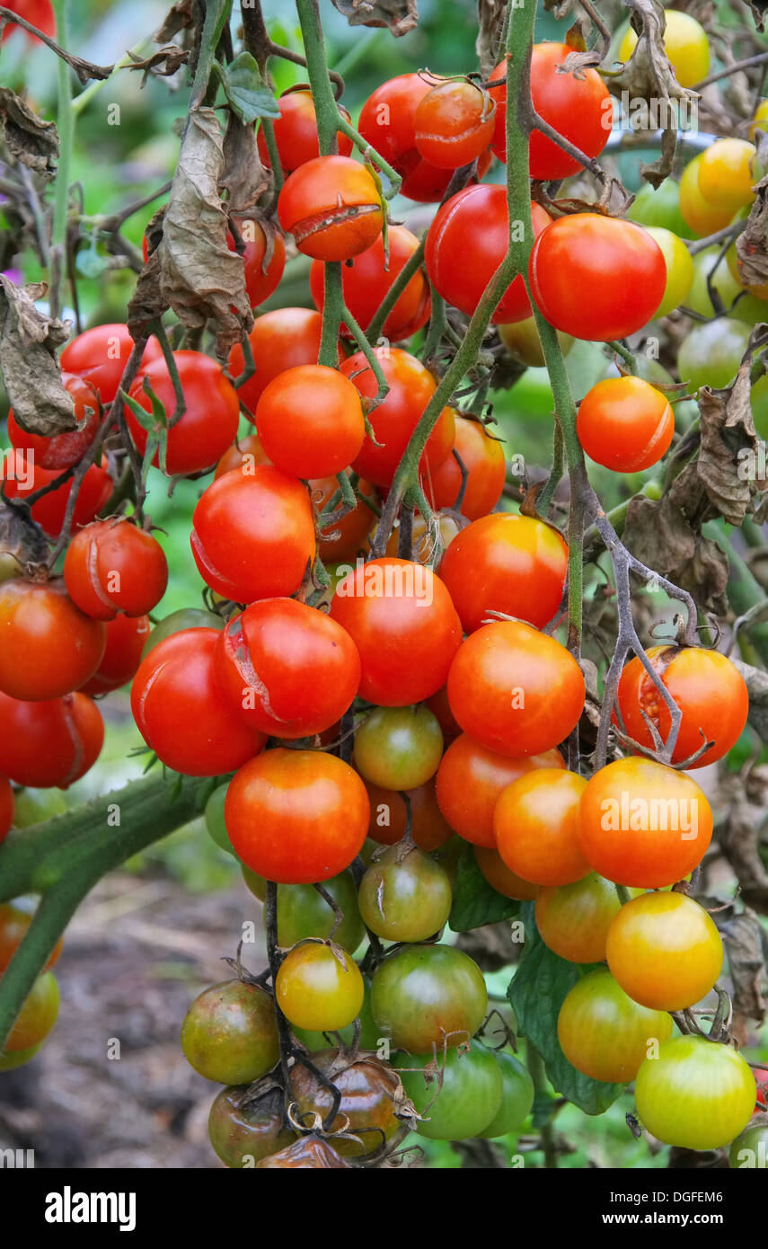 Tomate-Braunfaeule - Tomaten die Kraut-und Knollenfäule 03 Stockfoto