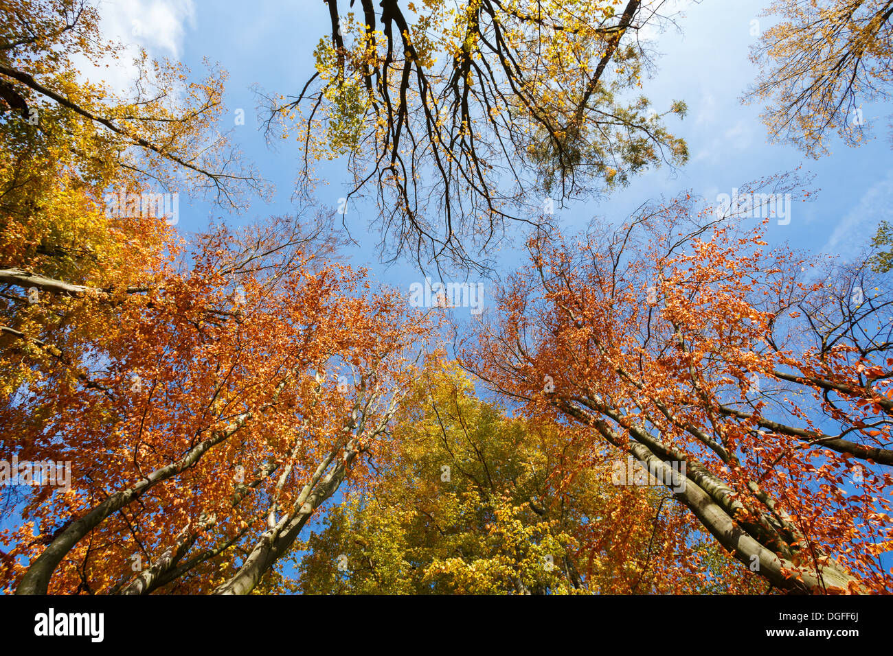 im Herbst farbige Bäume auf blauem Himmel, Blick vom Boden nach oben Stockfoto