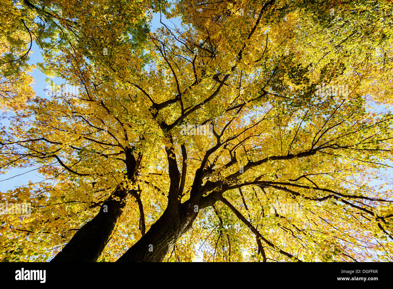 im Herbst farbige Bäume auf blauem Himmel, Blick vom Boden nach oben Stockfoto