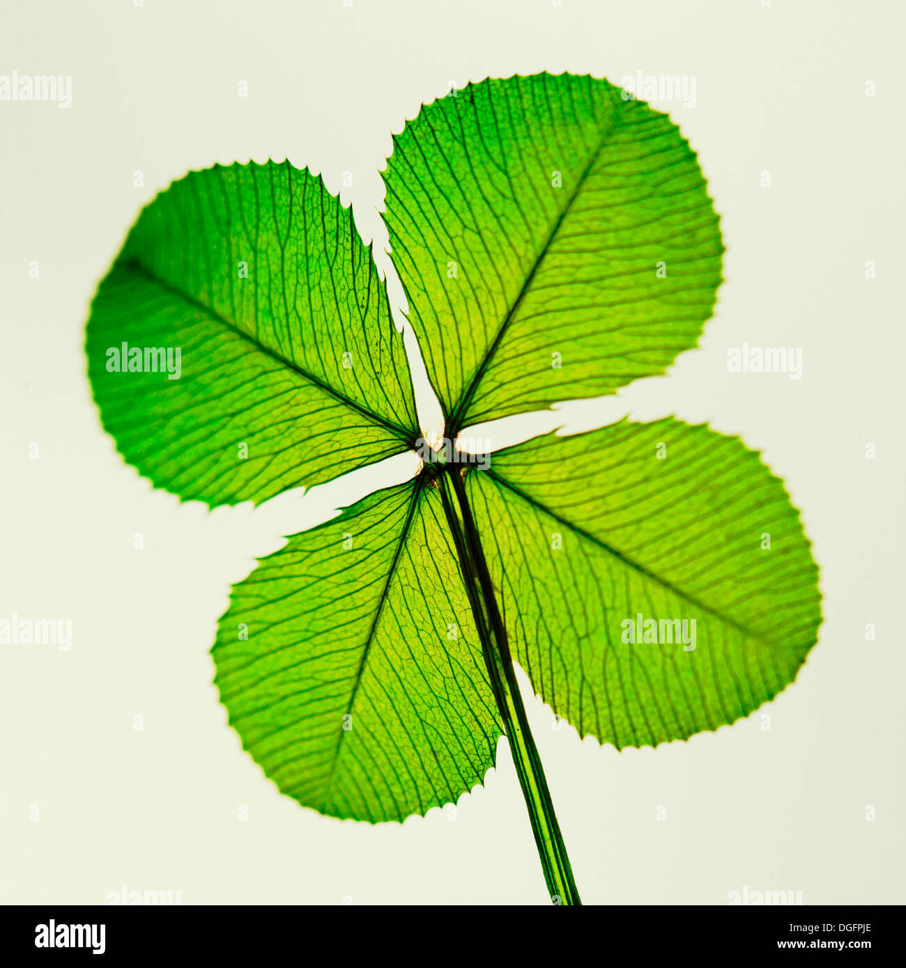 ein traditionelles Glück symbol das Kleeblatt Jane Ann Butler Fotografie JABP1057 Stockfoto