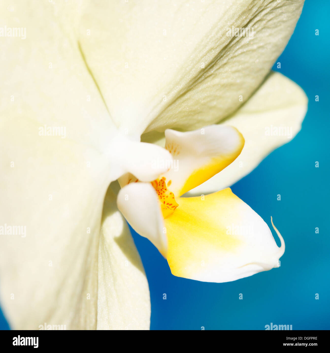 blasses gelb Phaleanopsis Orchidee erschossen im natürlichen Licht Fett und zeitgenössische Jane Ann Butler Fotografie JABP1048 Stockfoto