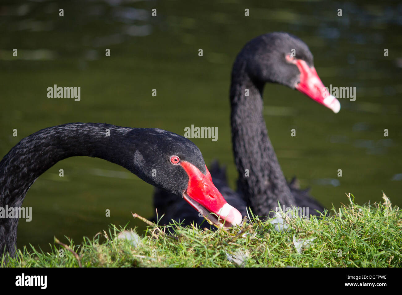 Nahaufnahme von zwei schwarze Schwäne Stockfoto