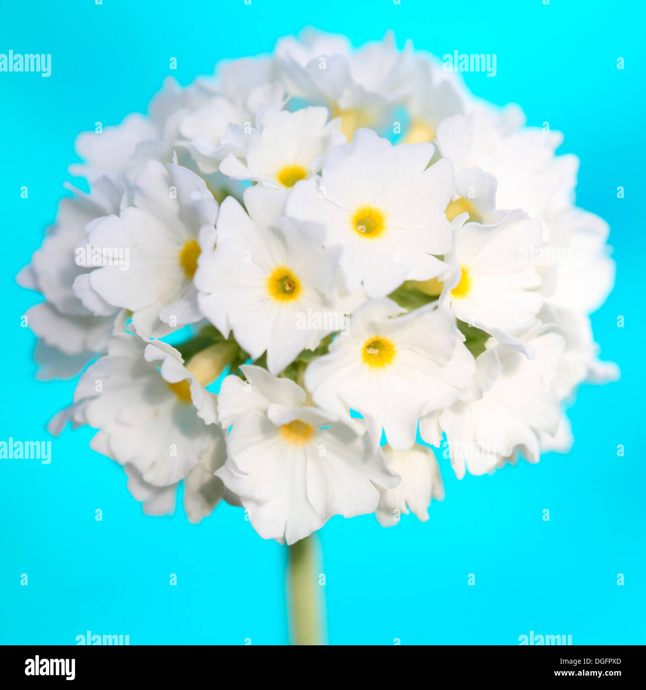 weich und sanft Trommelstock Primel Stilleben auf einem sommerlich blauen Hintergrund Jane Ann Butler Fotografie JABP1058 Stockfoto