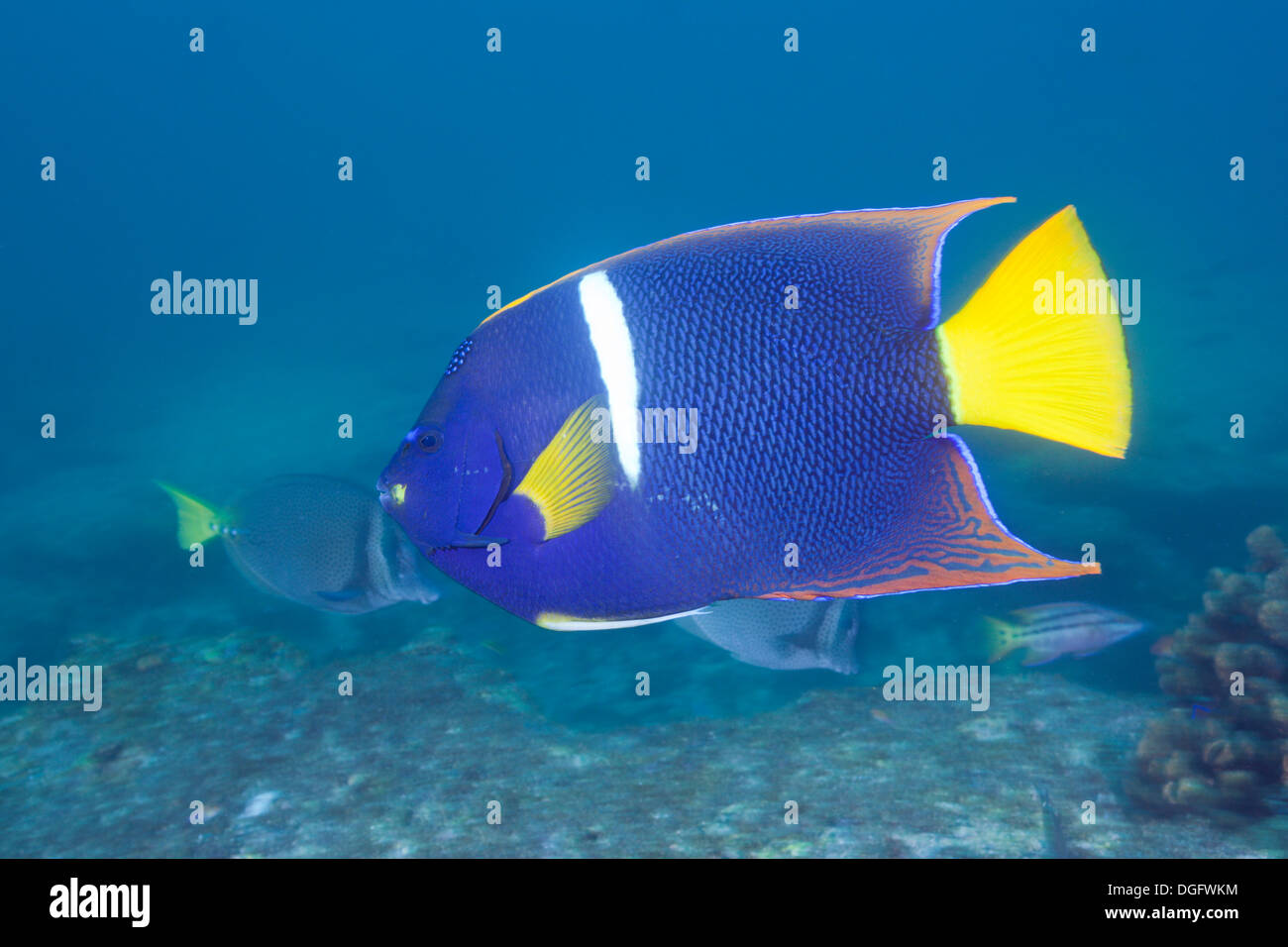 König Angelfish, Holocanthus Passer, Cabo San Lucas, Baja California Sur, Mexiko Stockfoto