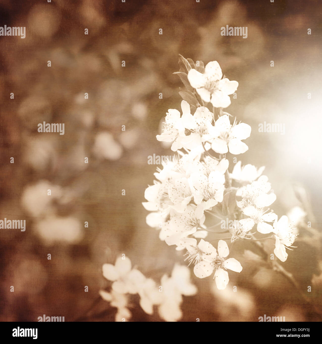 Bild des blühenden Apfelzweig, Grunge Foto der weißen zarten Blüten, Frühling Natur, Obstbäume blühen, frischen Blumen Stockfoto