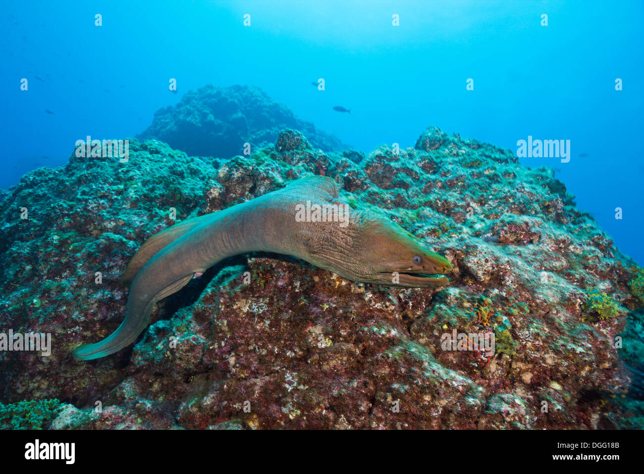 Panamic grüne Muräne, Gymnothorax Castaneus, San Benedicto, Revillagigedo-Inseln, Mexiko Stockfoto