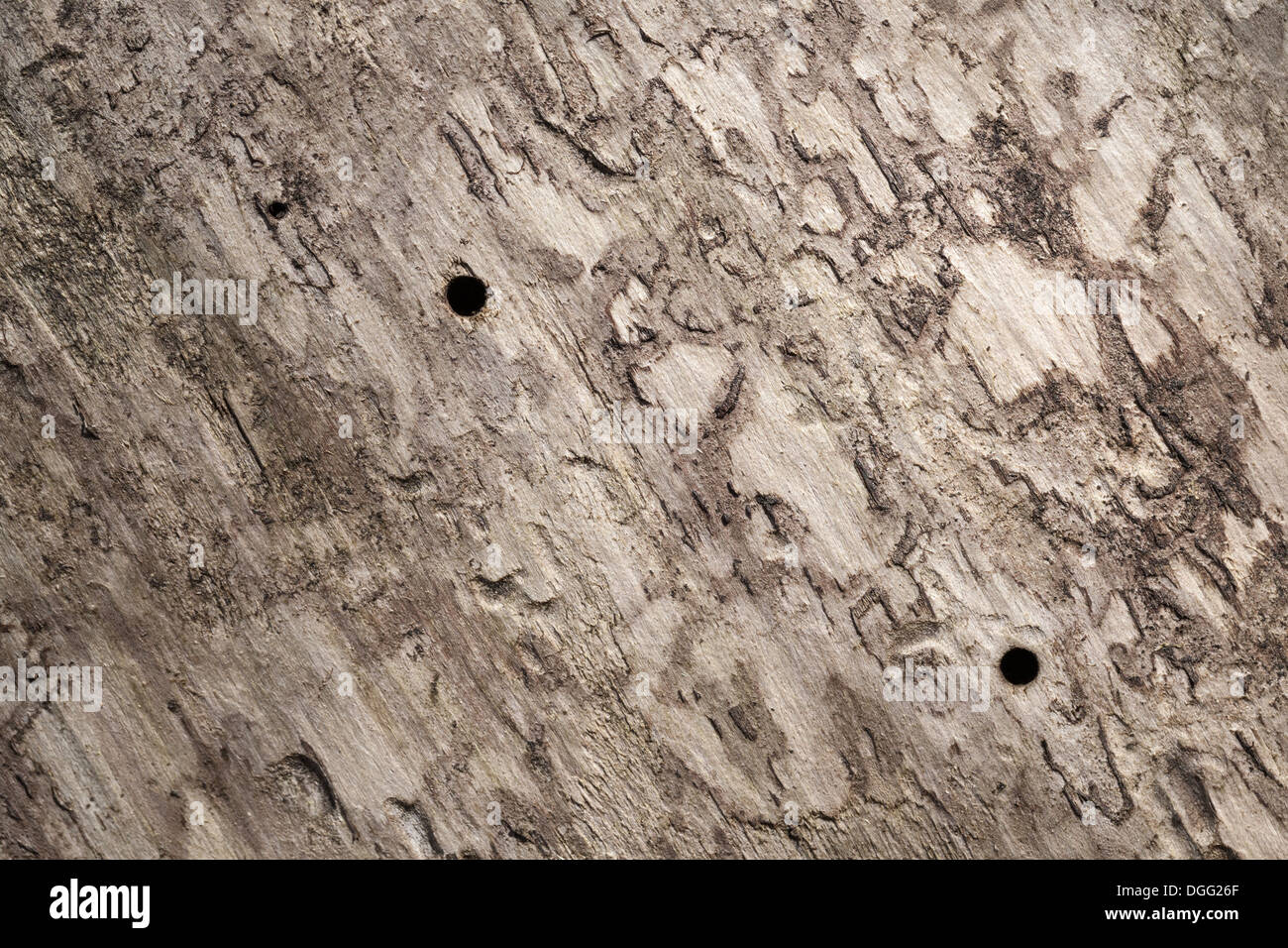 Alte hölzerne Stamm Oberfläche mit Borkenkäfer Löcher. Hintergrundtextur Makro Foto Stockfoto