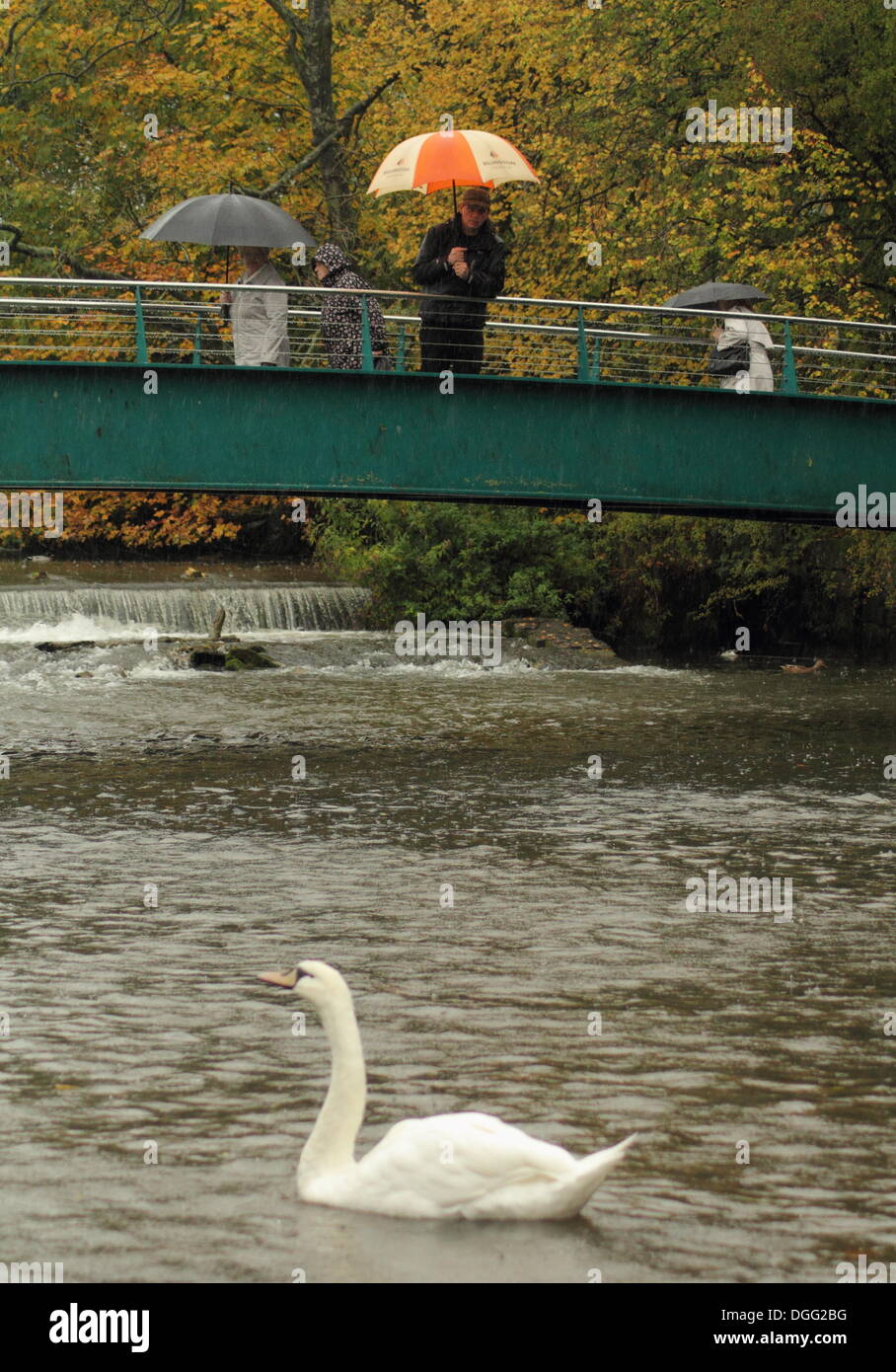 Ein Schwan auf dem Fluss Wye in Bakewell gleitet durch einen schweren Wolkenbruch, Peak District, Derbyshire, UK - Herbst 2013 Stockfoto