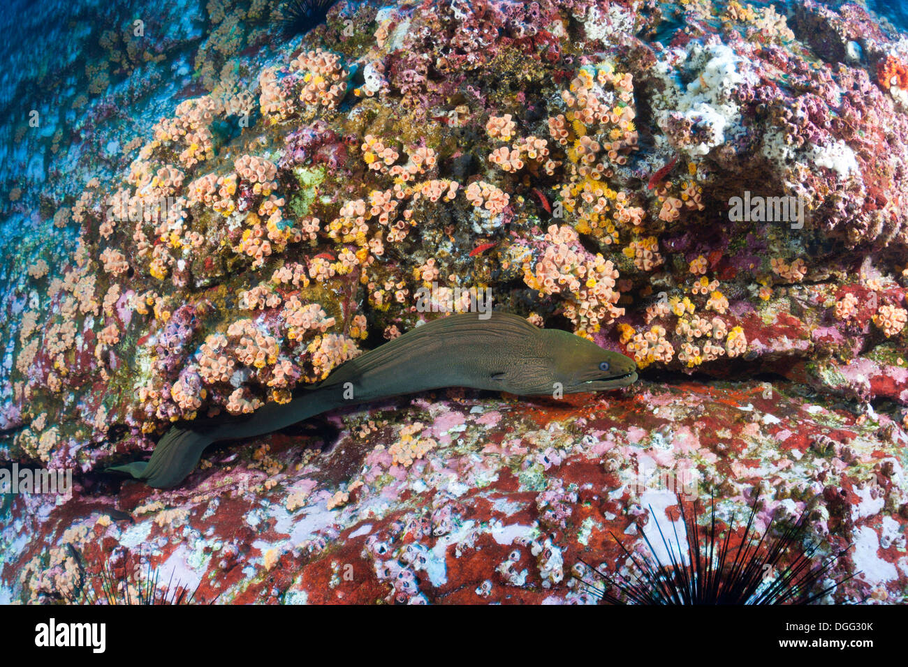 Panamic grüne Muräne, Gymnothorax Castaneus, Socorro, Revillagigedo-Inseln, Mexiko Stockfoto