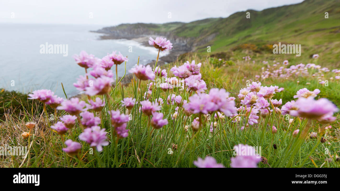 Armeria Maritima, Trivialname "Rosa Sparsamkeit", wächst auf der Küste Klippe in North Devon, UK. Stockfoto