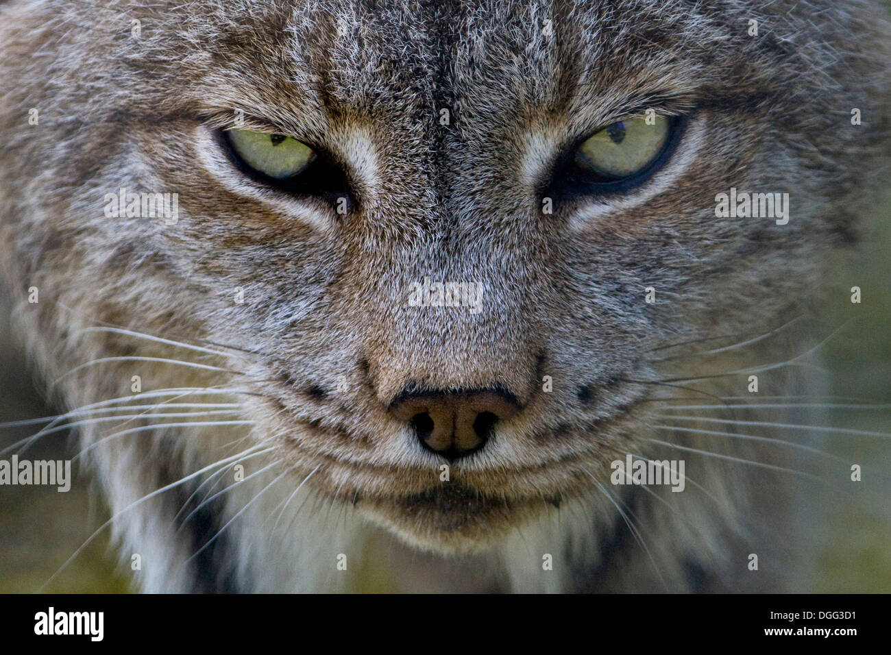 Luchs (Lynx Lynx), Kanada Stockfoto