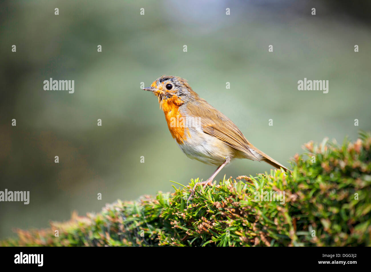 Nahaufnahme von Robin in der Zucht Gefieder gehockt Taxushecke im Garten. Stockfoto