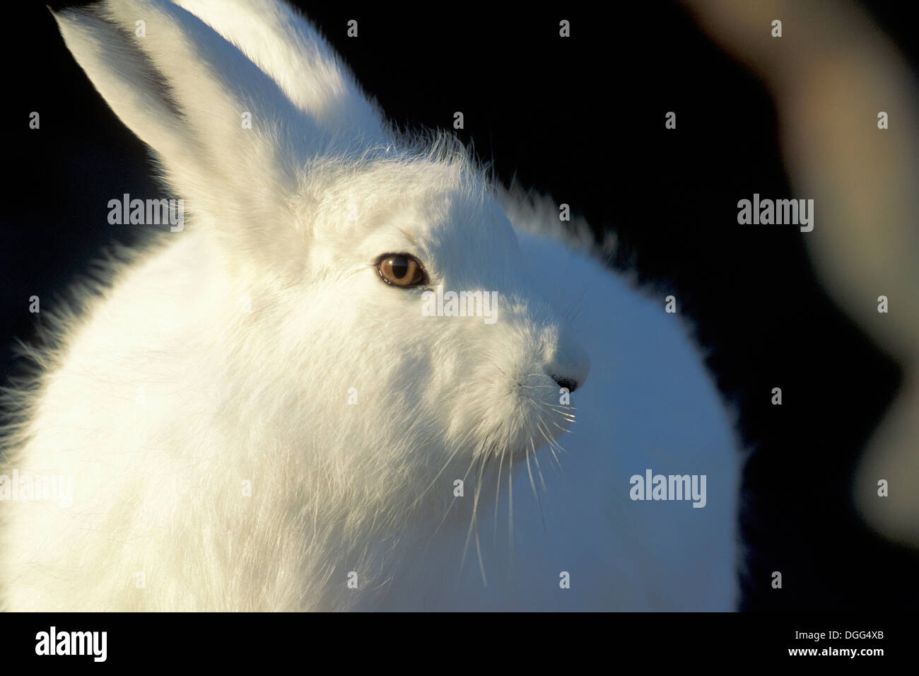 Erwachsenen arktische Hasen (Lepus Arcticus) in der Nähe von Hudson Bay, Churchill Bereich, Manitoba, Kanada Stockfoto