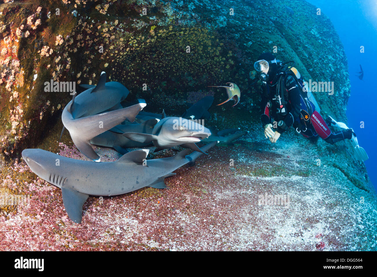 Weißspitzen-Riffhaie ruht in Höhle und Taucher, Triaenodon Obesus, Roca Partida Revillagigedo-Inseln, Mexiko Stockfoto