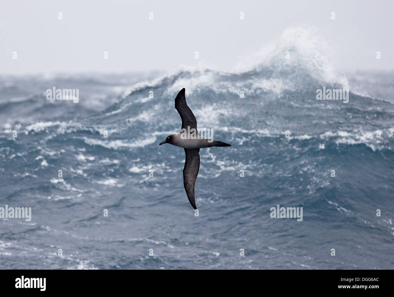Licht-mantled Sooty Albatros (Phoebetria Palpebrata) erwachsen, im Flug über die raue See, Drake-Passage, November Stockfoto