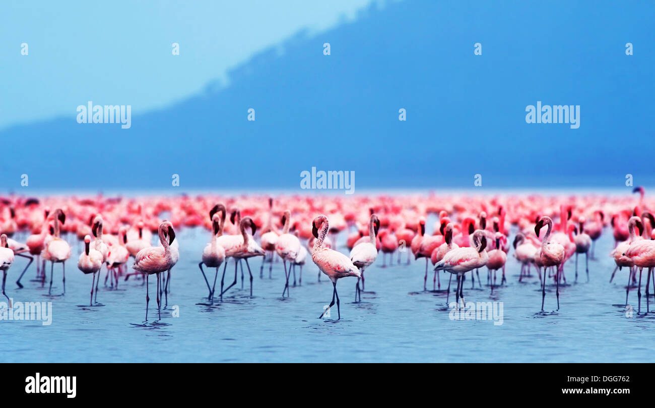 Flamingo Vögel in den Lake Nakuru, Safari in Afrika, Kenia Stockfoto