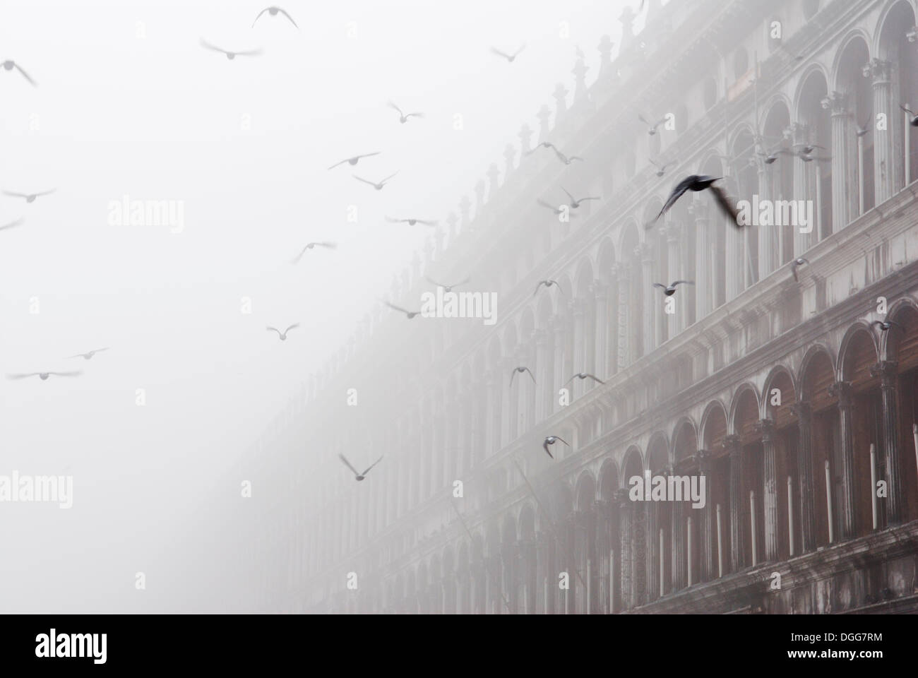 Fliegende Tauben, Procuratie Gebäude im Nebel, Markusplatz, Venedig, Venezia, Veneto, Italien, Europa Stockfoto