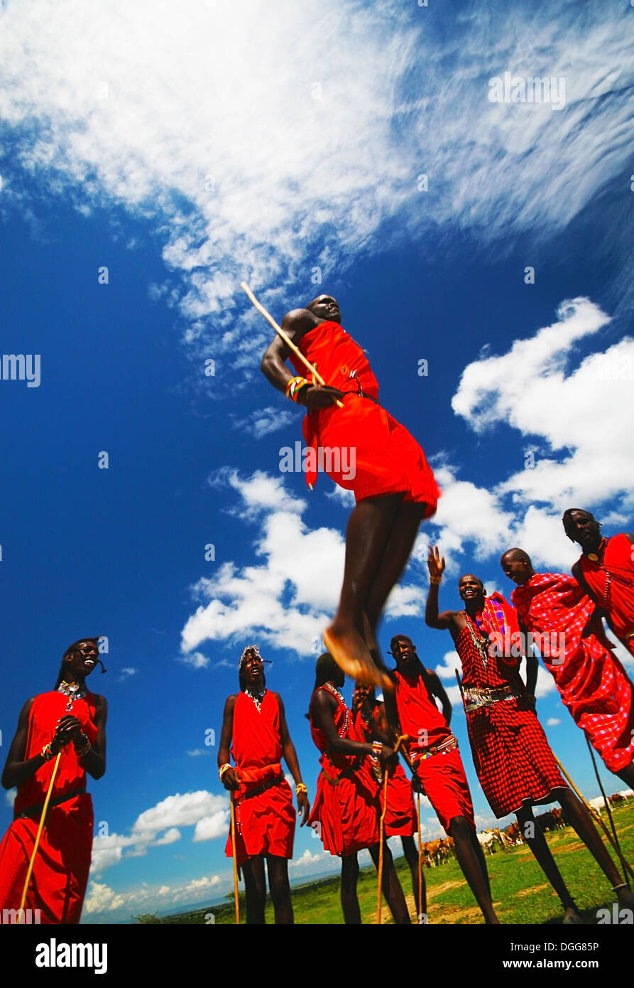 Afrika, Kenia, MASAI MARA, NOVEMBER 12: Masai Krieger tanzen traditionelle Sprünge als kulturellen Zeremonie, überprüfen des täglichen Lebens Stockfoto