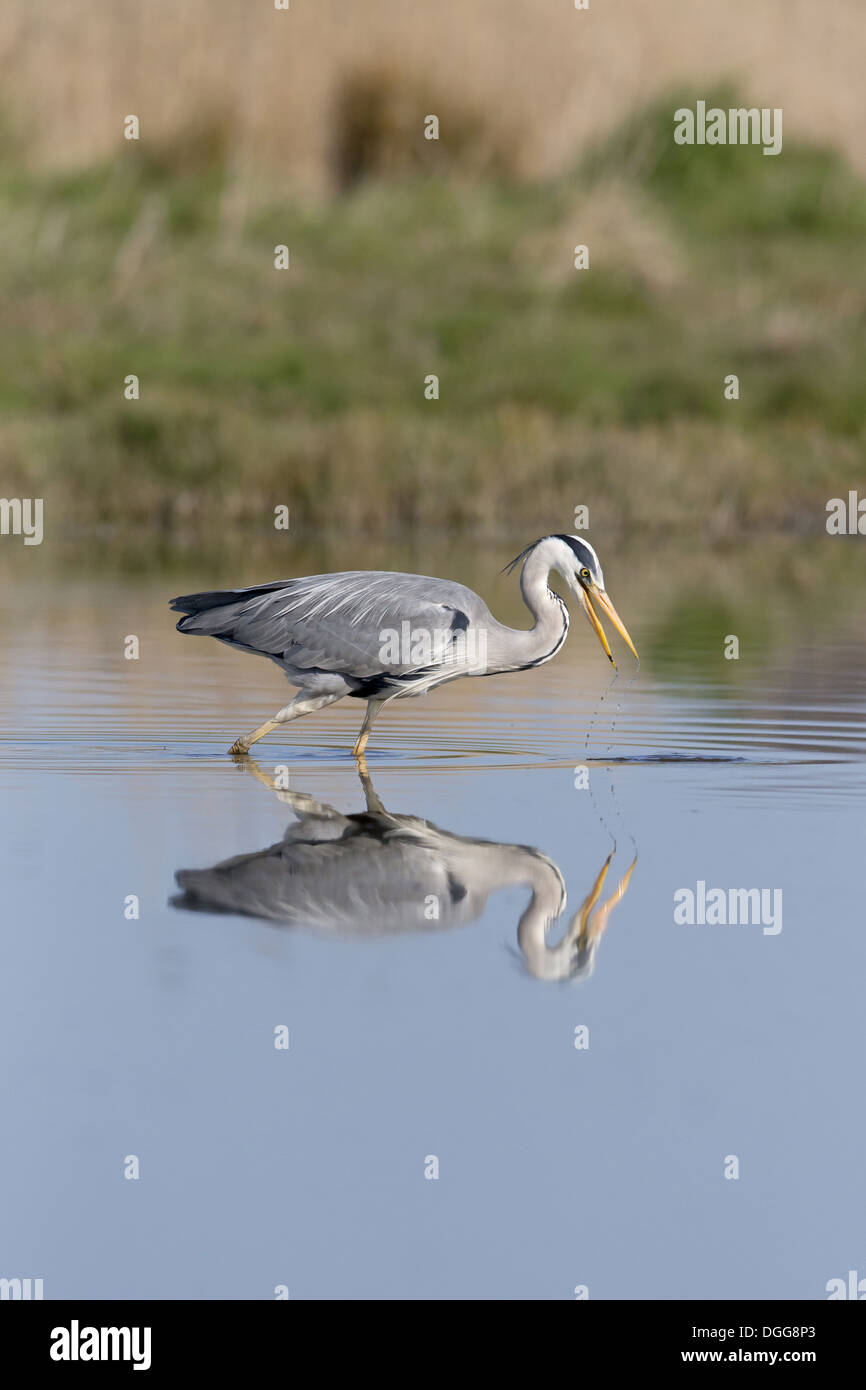 Graureiher (Ardea Cinerea) Erwachsene mit Schnabel nach Fisch Ziel waten im Teich mit Reflexion Suffolk England Mai öffnen Stockfoto