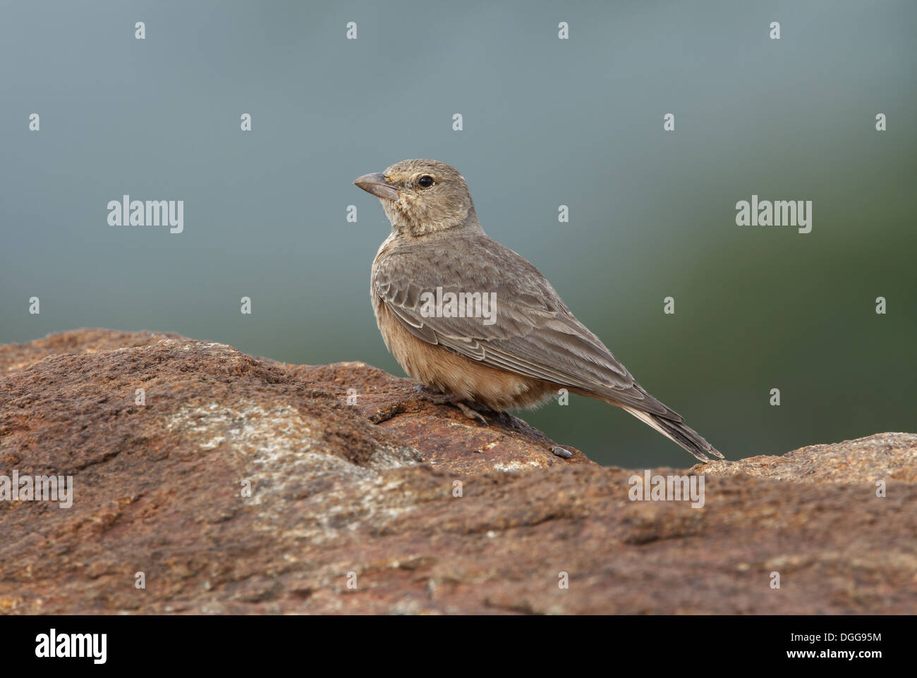 Rufous-angebundene Lerche (Ammomanes Phoenicura) Erwachsenen, stehen auf Felsen, Nandi Hügel, Bangalore, Karnataka, Indien, November Stockfoto