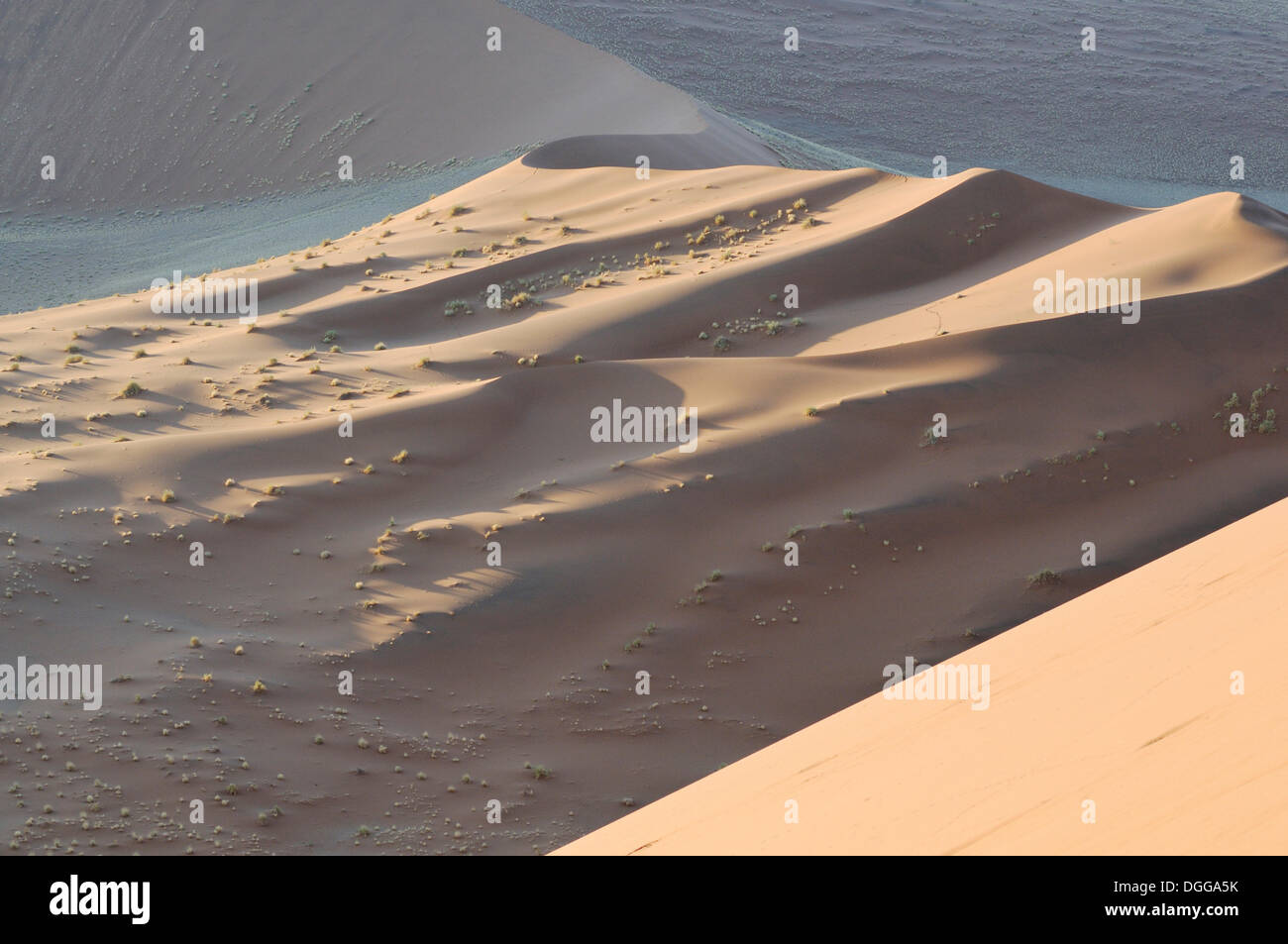 Am frühen Morgen Stimmung, Blick von der Düne 45 über die Dünenlandschaft, Tsauchab-Tal, Sossusvlei, Namib-Wüste Namib-Naukluft-Park Stockfoto
