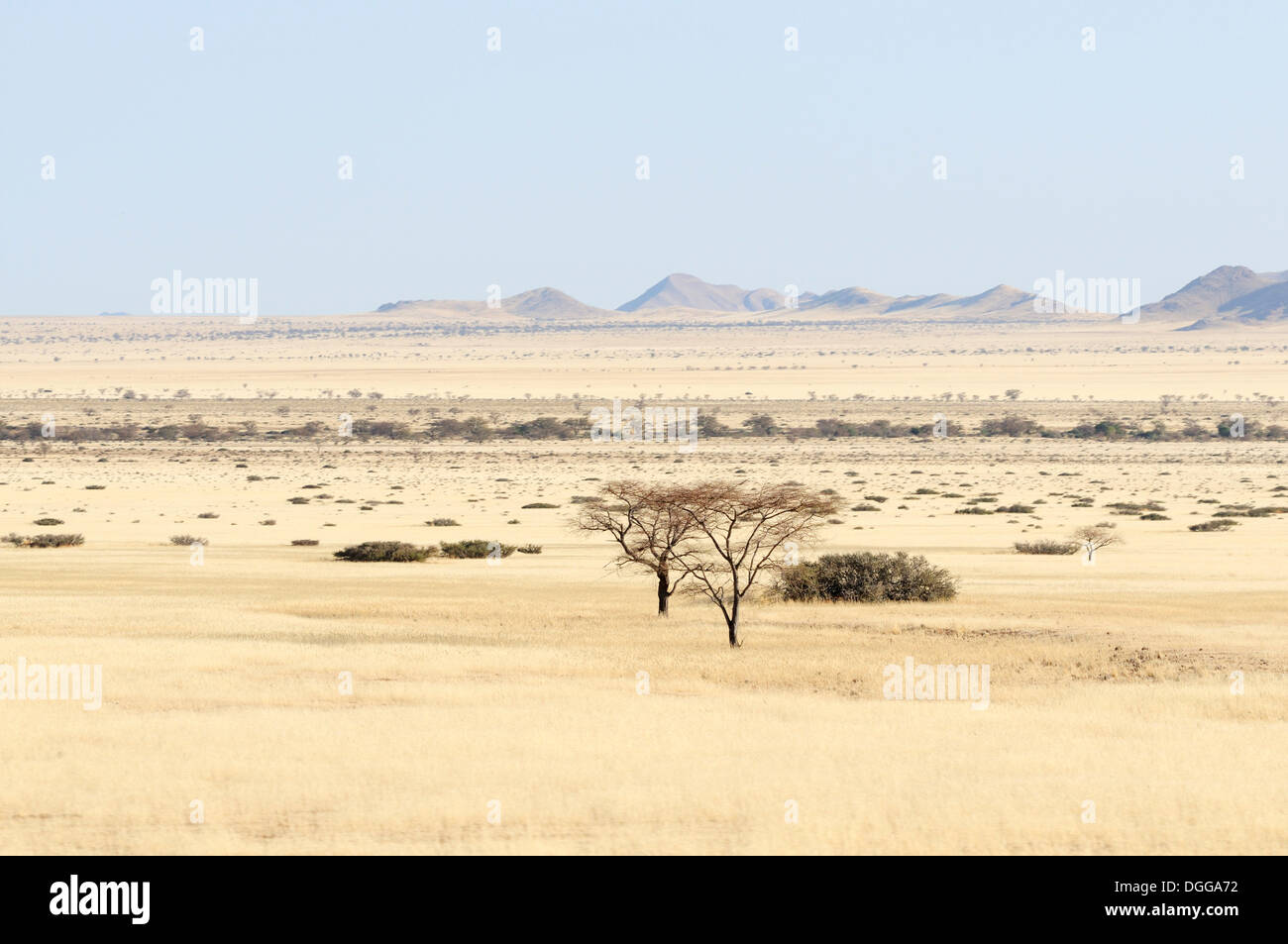 Akazien (Acacia), Graslandschaft, Namib-Wüste, Namibia Stockfoto
