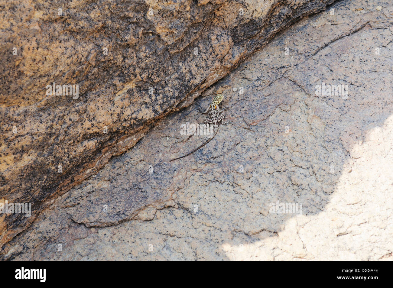 Namibische Rock Agama (Agama Planiceps) Tsisabschlucht Schlucht, Brandberg, Damaraland, Namibia, Afrika Stockfoto