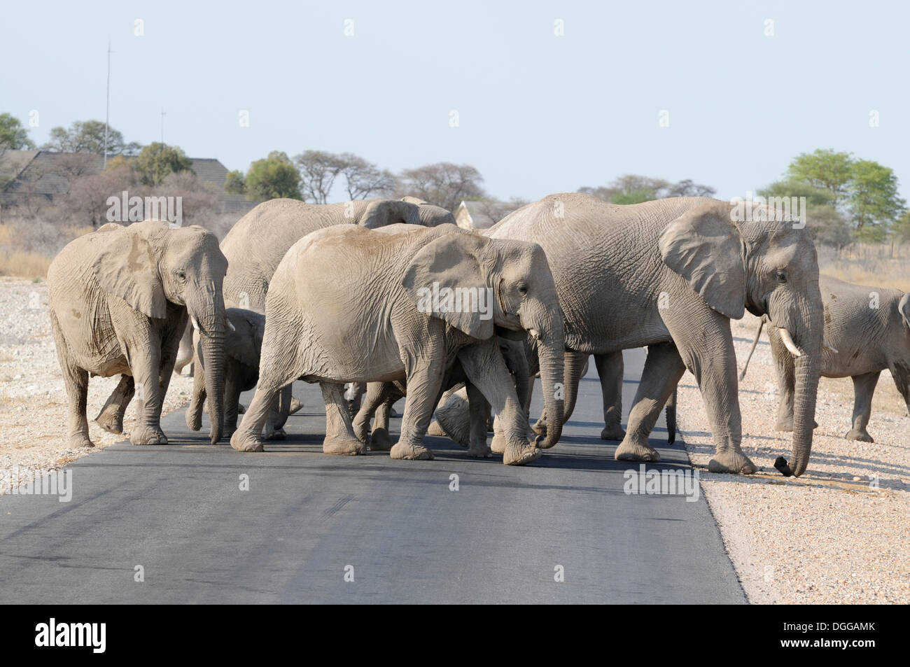 Afrikanische Elefanten (Loxodonta Africana) überqueren einer Straße Okaukuejo, Etosha-Nationalpark, Outjo, Namibia Stockfoto