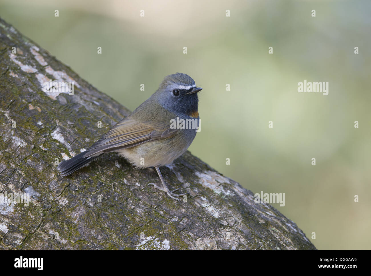 Rufous-gorgeted Fliegenschnäpper (Ficedula Strophiata) Männchen, Zucht Gefieder, stehend auf Log, Hong Kong, China, Februar Stockfoto