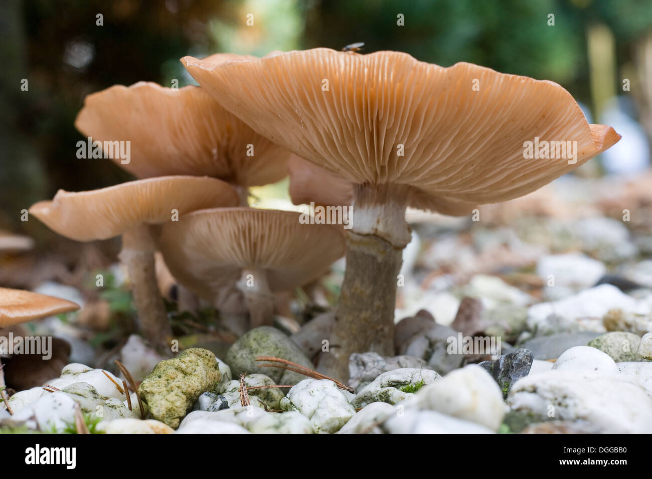 Pilze wachsen zwischen den Steinen im Herbst Stockfoto