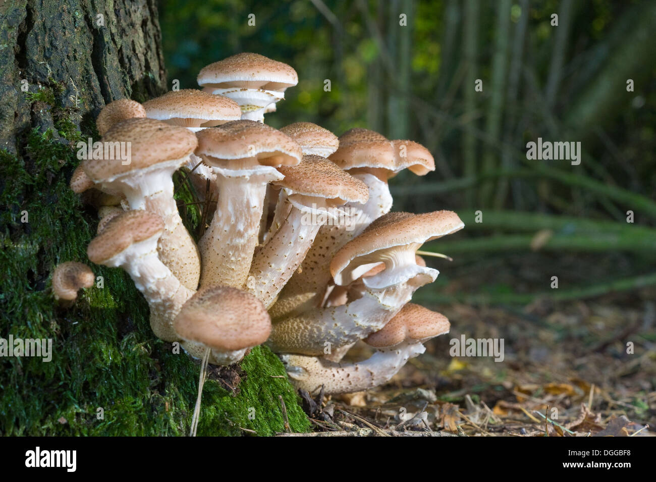 Pilze wachsen auf einem Baum Stockfoto