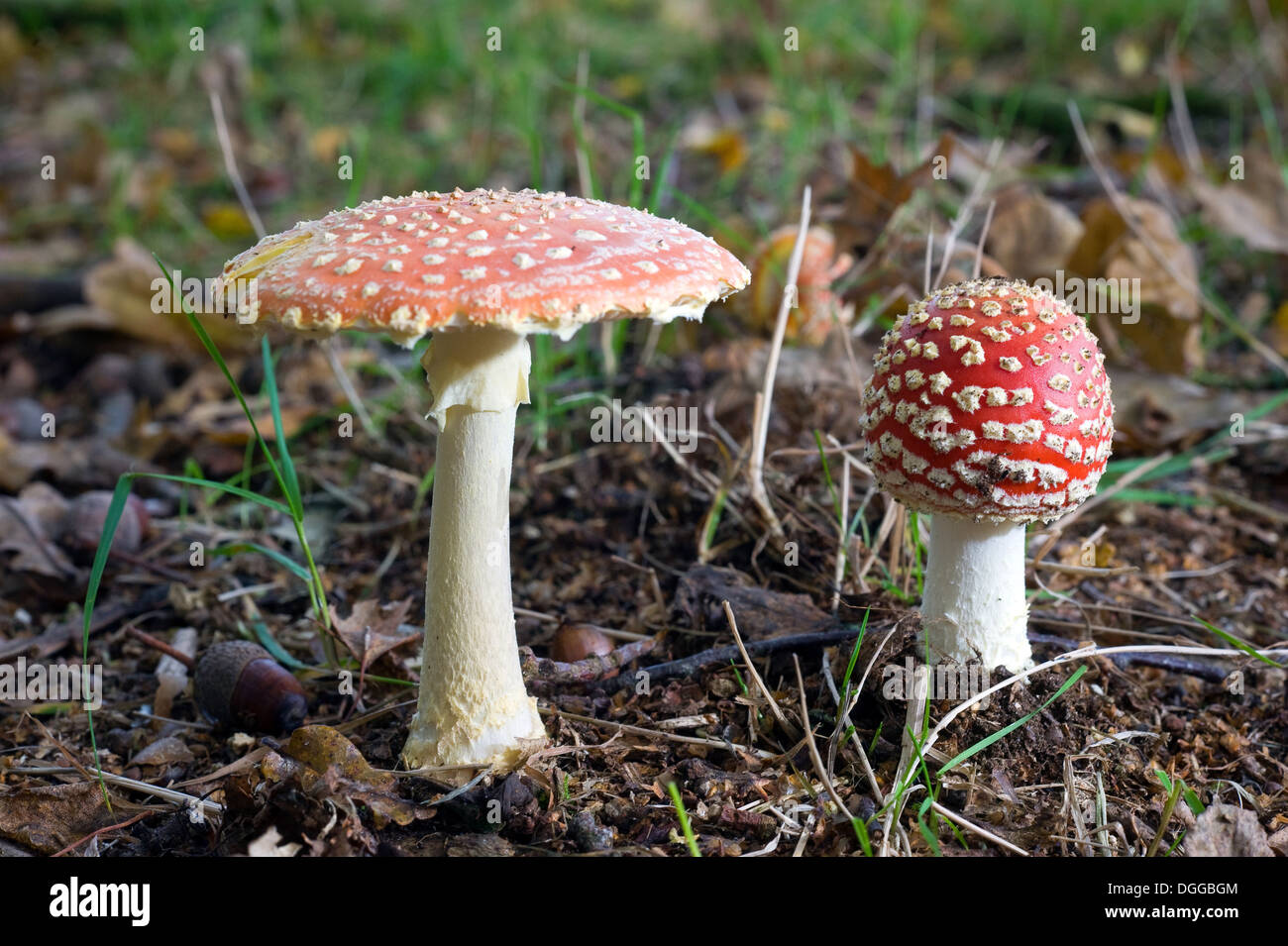 Zwei Amanita Muscaria Pilze growin in einem Wald im Herbst Stockfoto