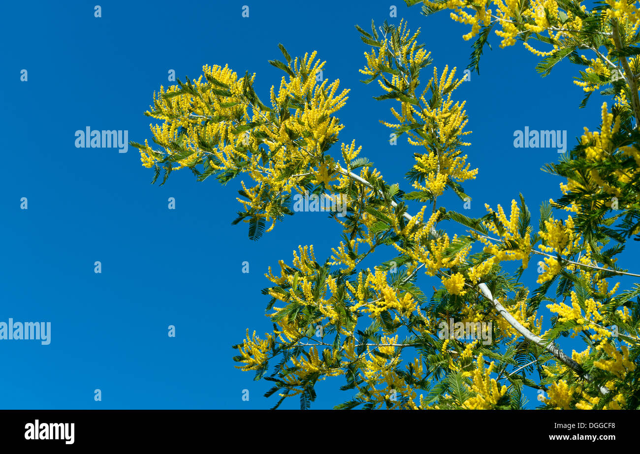 Portugal, Algarve, Monchique, Acácia Mimosa in Blüte Stockfoto