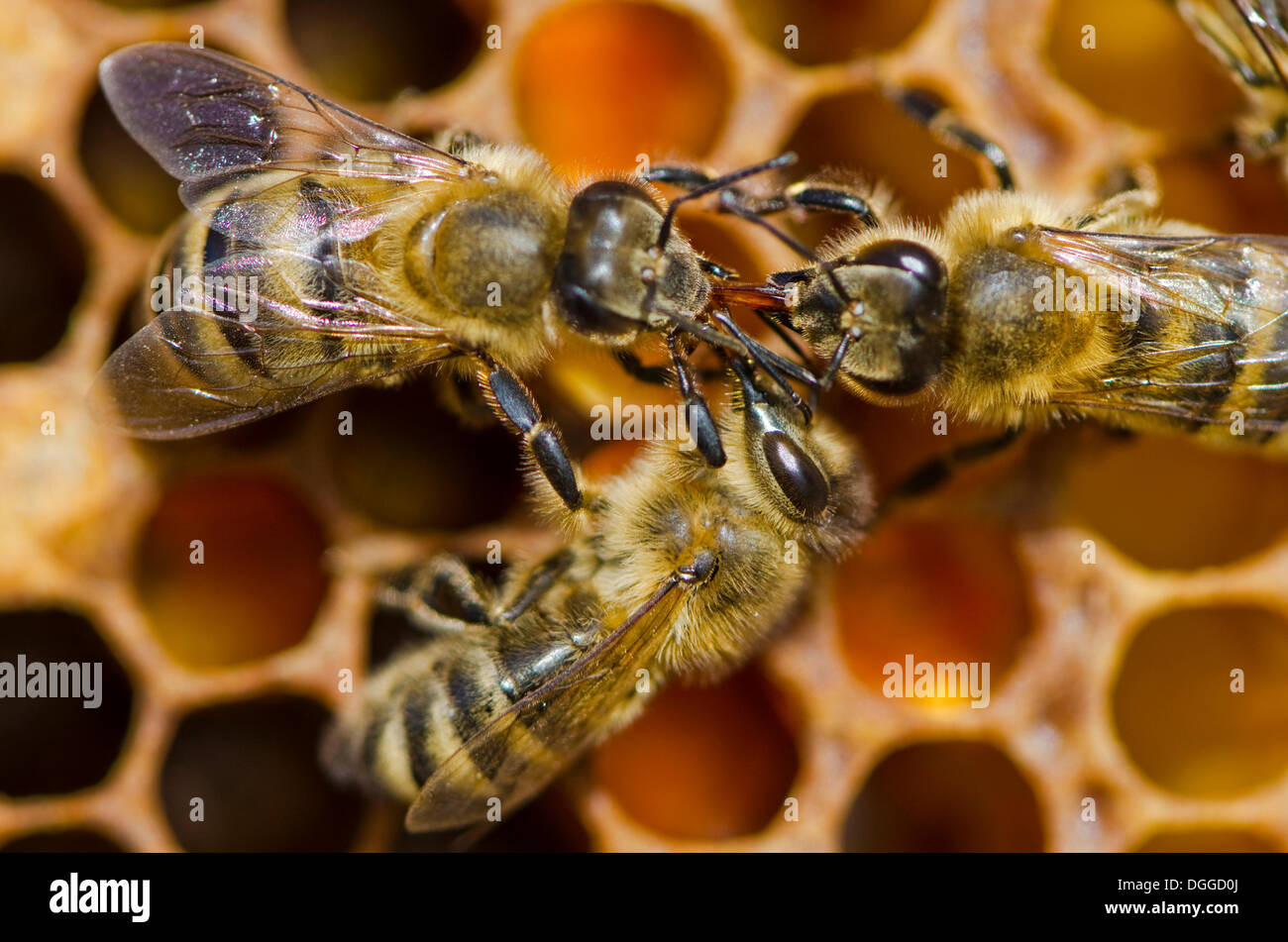 Carnica Bienen (Apis Mellifera Carnica) an ihren teils überdachten Brutwaben, Servicefirmen, Bayern Stockfoto