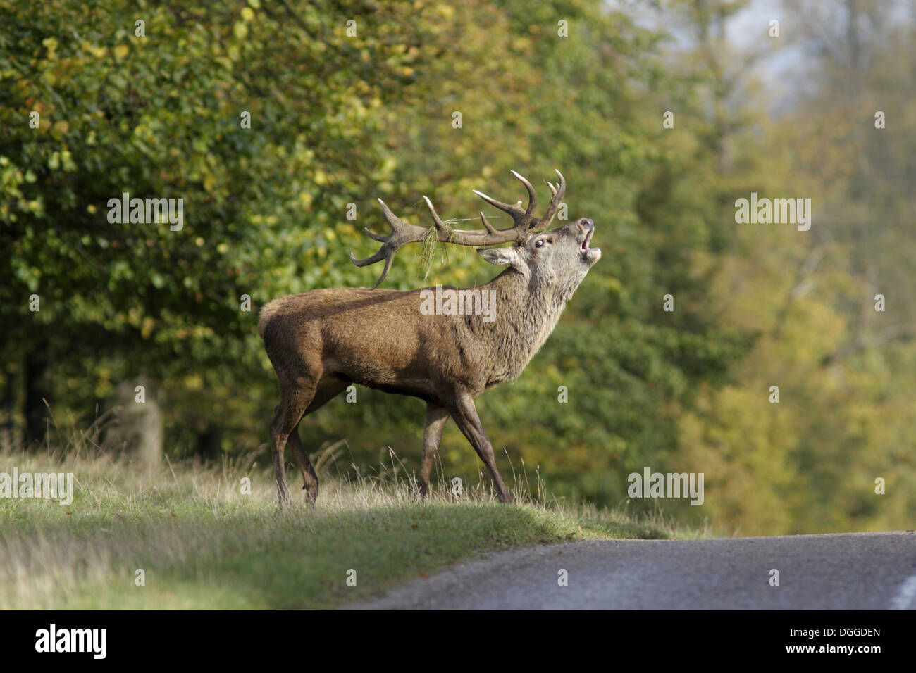 Rothirsch (Cervus Elaphus) Reife Hirsch mit Grass in Geweih brüllend zu Fuß in Richtung Straße Studley Royal Deer Park Studley Roger Stockfoto