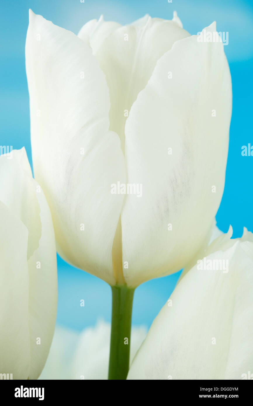 Tulipa 'White Dream' Tulip Triumph Gruppe April Stockfoto