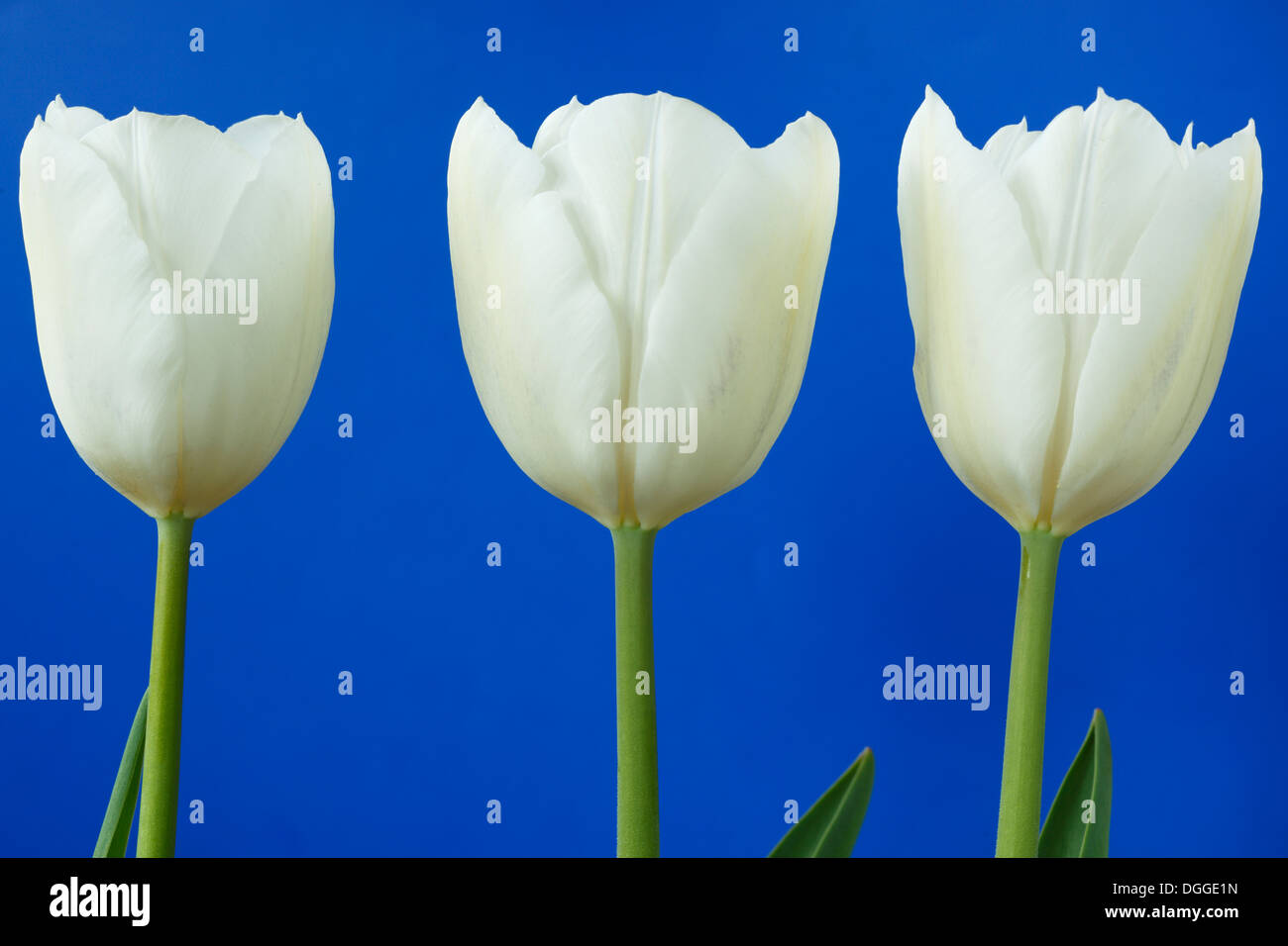 Tulipa 'White Dream' Tulip Triumph Gruppe April Stockfoto