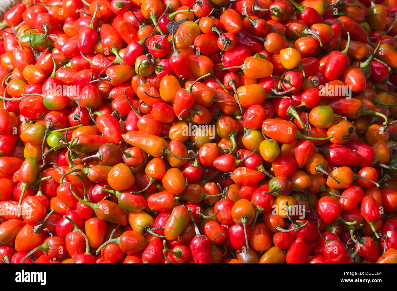 Rote Chilis, zum Verkauf, Bagmati Zone, Nepal, Kathmandu, Kathmandu Bezirk Stockfoto